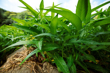 Obraz premium Green water spinach plants in growth at vegetable garden, vegetable in southeast asia and China