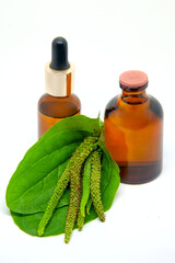 Tincture, oil or extract from plantain (Plantago) seeds  and leaves
