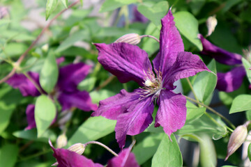 Purple clematis flowers in the garden. Natural background.