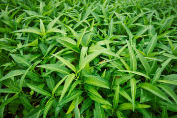 Fototapeta premium Green water spinach plants in growth at vegetable garden, vegetable in southeast asia and China