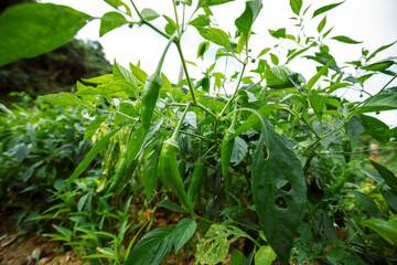 Green chilli pepper plants in growth at vegetable garden