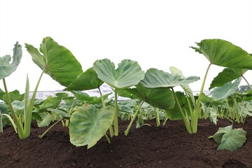 里芋畑