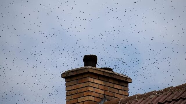 Bee swarm. Wild bees on the roof of the house and on the chimney. Swarm invasion of human dwellings.