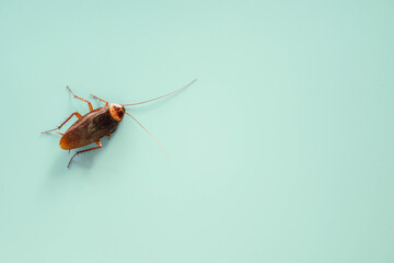 cockroach on white background