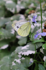 Butterfly cabbage in the nature