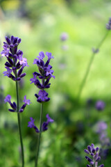Lavender flowers in the meadow. Natural background.
