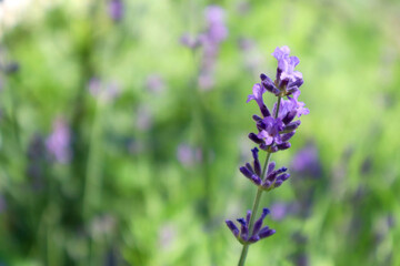 Lavender flowers in the meadow. Natural background.