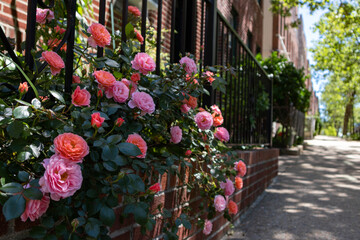 Beautiful Pink Rose Bush during Spring in a Garden along the Sidewalk in Sunnyside Queens New York