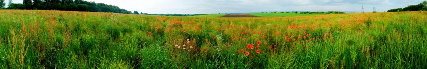 Panorama of a poppy field in the countryside in summer near the highway