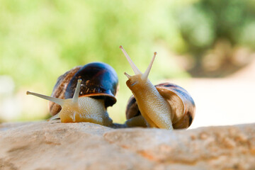 Two friend snails on a rock © bardaviophoto
