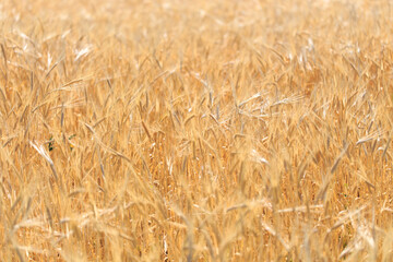 Background of ripe ears of bread. Yellow wheat field. Close-up of nature. Harvest of bread. Summer landscape