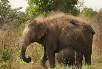 Asiatic elephant dust bath, Jim Corbett National Park, India