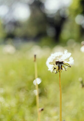 Dandelion on background of the meadow. 
