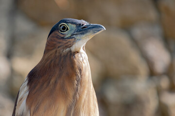 The Nankeen Night Heron (Nycticorax caledonicus) or Rufous Night Heron, is a medium sized heron. It is found in Indonesia, the Philippines, Papua New Guinea, and throughout much of Australia. Portrait