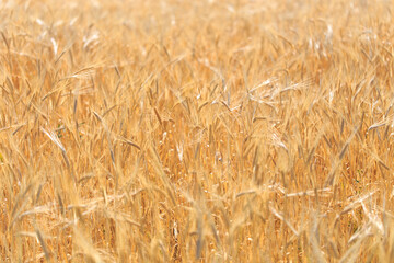 Background of ripe ears of bread. Yellow wheat field. Close-up of nature. Harvest of bread. Summer landscape