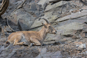 Buck of West Caucasian goat (Capra Caucasica) lying on the rock. The wild population is estimated to be between 5,000 and 6,000 individuals.