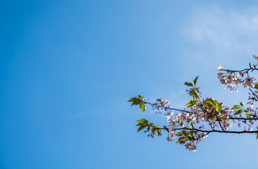 新緑と青空