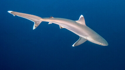 Fototapeta premium The little shark swims agile in the blue. Ponta do Ouro (Mozambique)