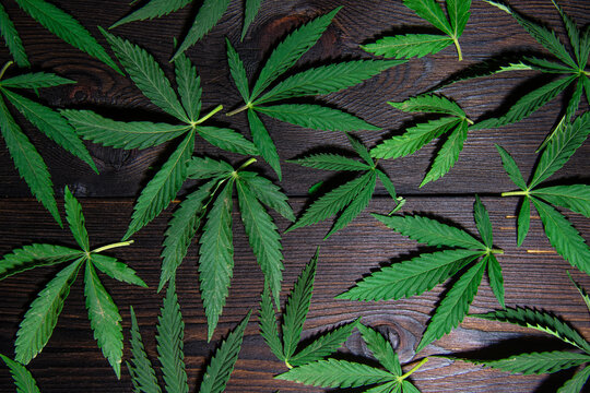 Kanabis on a wooden background. Bright green leaves of cannabis plucked from a bush.