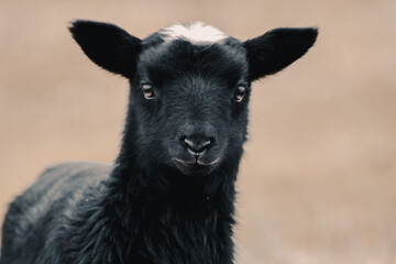 Fototapeta premium portrait of a lamb