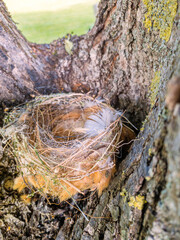 a camouflaged bird nest in a tree