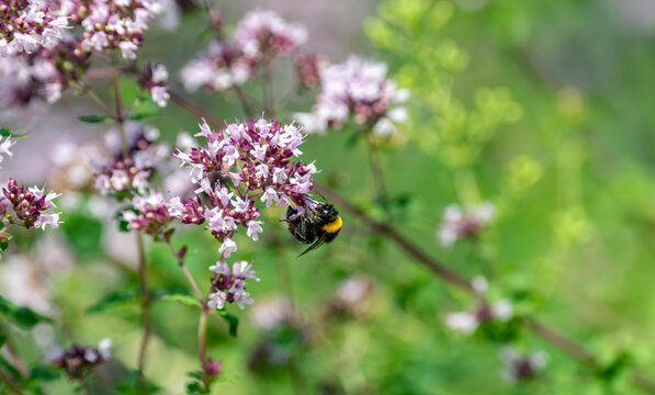 Primavera in fiore,un bombo succhia il nettare di un fiore