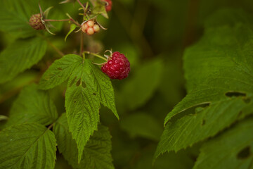 red raspberry berry in leafy greens. Close-up.