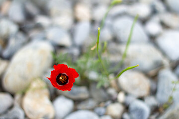 One red poppy growth through stones. Copy space.
