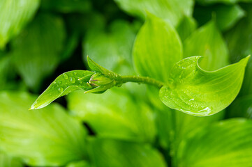 green plant leaves with water drops after rain