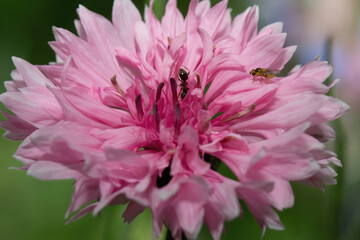 vilde blomster, Odense , Danmark, Sommer