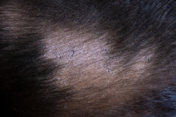 Naklejka premium Dog hair loss Labrador retriever allergy. Bald spot