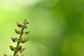 Lavender flowers with bokeh background and sunset light. HD Image and Large Resolution. can be used as background and wallpaper. web banners consepts.