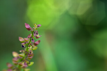 Lavender flowers with bokeh background and sunset light. HD Image and Large Resolution. can be used as background and wallpaper. web banners consepts.