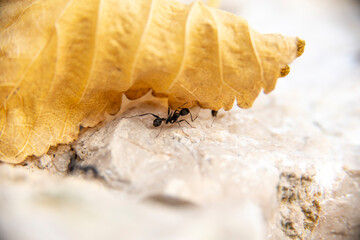 Ants on a lonely dry yellow leaf on a rocky wall in the light of dawn