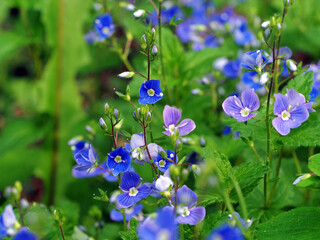 Blaue Bl&uuml;ten des Ehrenpreises
