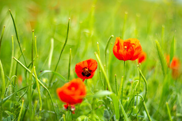 Red poppy on light green background. space for text
