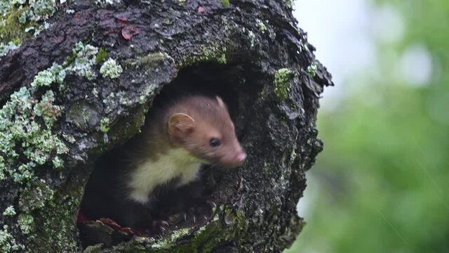 The beech marten (Martes foina) climbs a tree, looking for food and looking around. Very heavy rain and wind, spring day. Close shot.