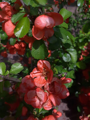 red rose in the garden