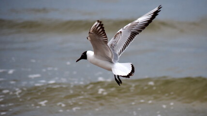 Fototapeta na wymiar mewa, seagull, hunting for fish
