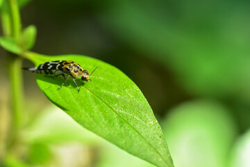 insects on the leaves with green blur background and sunset light. HD Image and Large Resolution. can be used as background and wallpaper. web banners consepts.