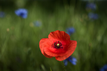 Red poppy flower in the meadow