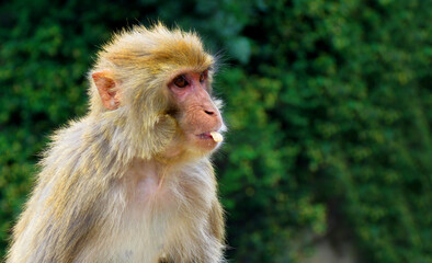 Portrait of A Monkey,Beautiful Monkey Having Food.Common Squirrel Monkey eating food.