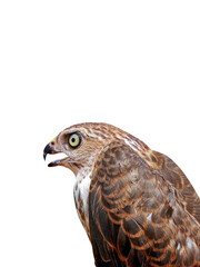 Close up of a Saker Falcon. It is a small bird of prey in the family Accipitridae. It is found widely distributed in Asia and Africa. It is also called the little banded goshawk.
