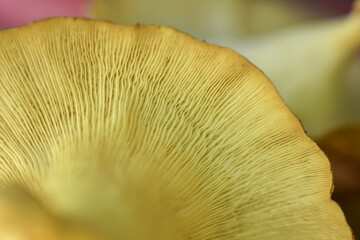 oyster mushroom skin texture. HD Image and Large Resolution. can be used as background and wallpaper. web banners consepts.