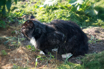 Black cat in the garden.