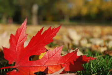 Red leaves in autumn