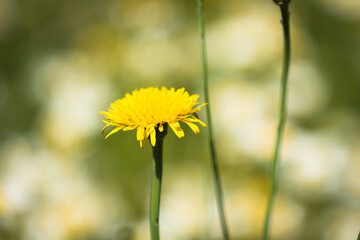 Yellow dandelions in the grass - 360879043