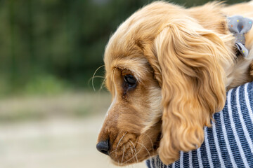 Portrait of red Cocker Spaniel puppy.