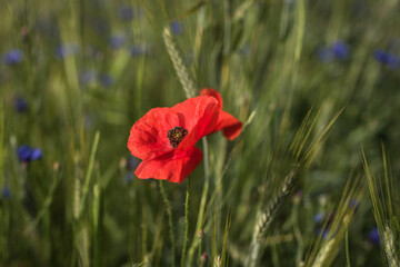 Red poppy flower in the wheat field..