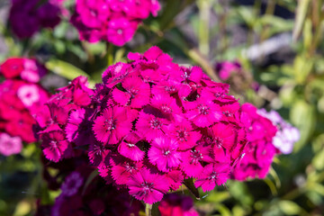Close up of deep pink head of Sweet William or Dianthus barbatus.